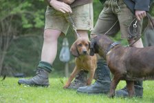 Hundepräsentation 2019